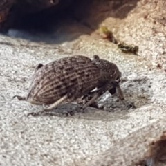 Rhinaria sp. (genus) at Lyneham, ACT - 24 Dec 2020