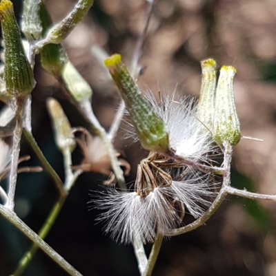 Senecio quadridentatus (Cotton Fireweed) at Crace Grasslands - 24 Dec 2020 by trevorpreston