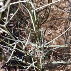 Senecio quadridentatus at Lyneham, ACT - 24 Dec 2020