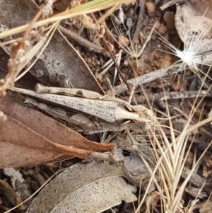 Austroicetes sp. (genus) at Lyneham, ACT - 24 Dec 2020