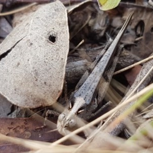 Austroicetes sp. (genus) at Lyneham, ACT - 24 Dec 2020