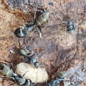 Camponotus aeneopilosus at Lyneham, ACT - 24 Dec 2020