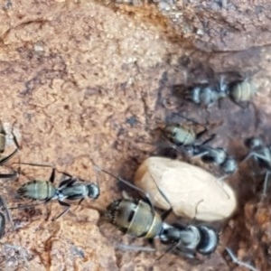 Camponotus aeneopilosus at Lyneham, ACT - 24 Dec 2020