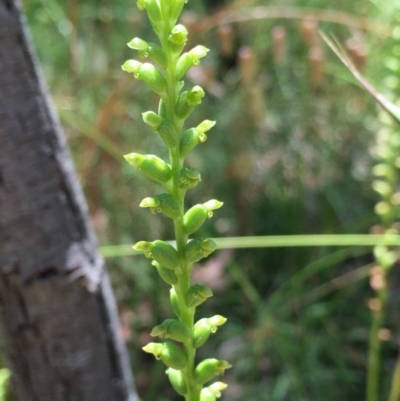 Microtis parviflora (Slender Onion Orchid) at Bruce, ACT - 20 Dec 2020 by Wen