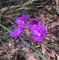 Thysanotus tuberosus subsp. tuberosus (Common Fringe-lily) at Bruce, ACT - 20 Dec 2020 by Wen