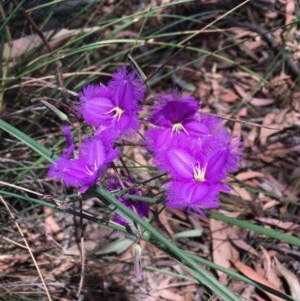 Thysanotus tuberosus subsp. tuberosus at Bruce, ACT - 20 Dec 2020 01:36 PM