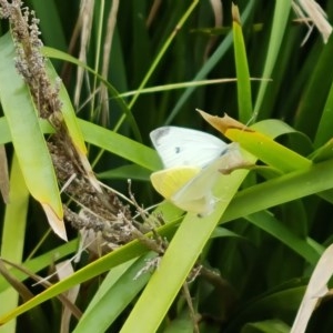 Pieris rapae at Isaacs, ACT - 21 Dec 2020