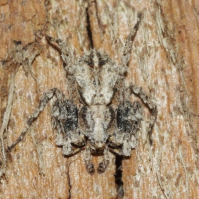 Stephanopis sp. (genus) (Knobbly crab spider) at ANBG - 18 Dec 2020 by TimL