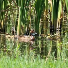 Aythya australis at Fyshwick, ACT - 24 Dec 2020