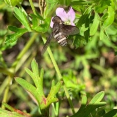 Villa sp. (genus) at Murrumbateman, NSW - 24 Dec 2020