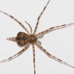 Tamopsis sp. (genus) at Evatt, ACT - 19 Dec 2020 12:50 PM