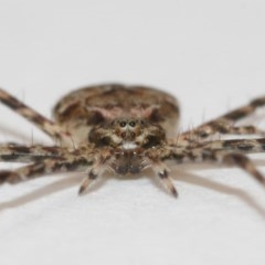 Tamopsis sp. (genus) at Evatt, ACT - 19 Dec 2020 12:50 PM