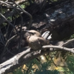 Sturnus vulgaris (Common Starling) at West Belconnen Pond - 20 Dec 2020 by patrickcox