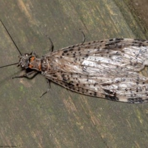 Archichauliodes (Riekochauliodes) guttiferus at Acton, ACT - 24 Dec 2020