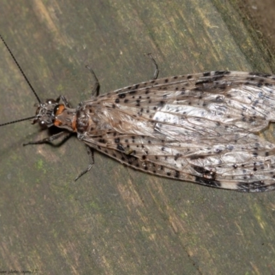 Archichauliodes (Riekochauliodes) guttiferus (Dobsonfly or Fishfly) at Acton, ACT - 23 Dec 2020 by Roger