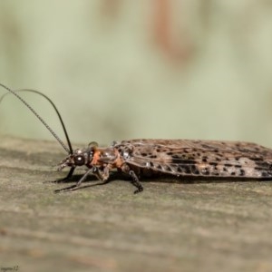 Archichauliodes (Riekochauliodes) guttiferus at Acton, ACT - 24 Dec 2020