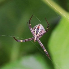 Argiope keyserlingi (St Andrew's Cross Spider) at Greigs Flat, NSW - 24 Dec 2020 by Kyliegw