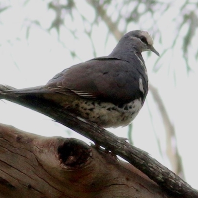Leucosarcia melanoleuca (Wonga Pigeon) at Greigs Flat, NSW - 23 Dec 2020 by Kyliegw