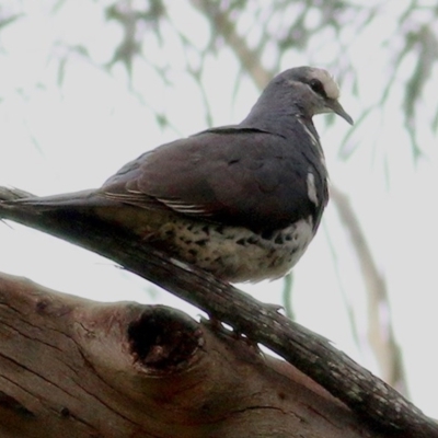 Leucosarcia melanoleuca (Wonga Pigeon) at Greigs Flat, NSW - 24 Dec 2020 by KylieWaldon