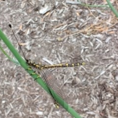 Ascalaphidae (family) (Owlfly) at Pearce, ACT - 23 Dec 2020 by Shell