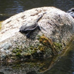 Chelodina longicollis (Eastern Long-necked Turtle) at Tidbinbilla Nature Reserve - 22 Dec 2020 by dwise