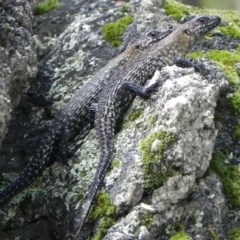 Egernia cunninghami at Paddys River, ACT - 22 Dec 2020