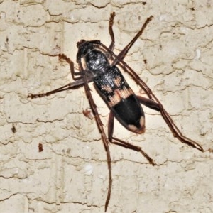 Phoracantha semipunctata at Wanniassa, ACT - 23 Dec 2020