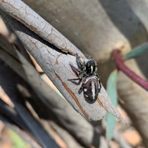 Sandalodes scopifer at Murrumbateman, NSW - 24 Dec 2020