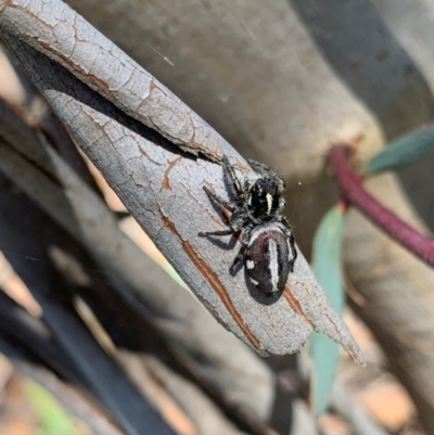 Sandalodes scopifer (White-spotted Sandalodes) at Murrumbateman, NSW - 24 Dec 2020 by SimoneC