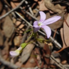 Lobelia dentata (Toothed Lobelia) at Yass River, NSW - 24 Dec 2020 by SenexRugosus