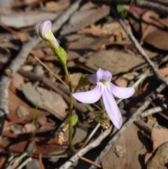 Lobelia dentata at Yass River, NSW - 24 Dec 2020