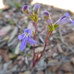 Lobelia gibbosa (Tall Lobelia) at Rugosa - 24 Dec 2020 by SenexRugosus