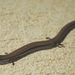 Hemiergis talbingoensis (Three-toed Skink) at Higgins, ACT - 24 Dec 2020 by wombey