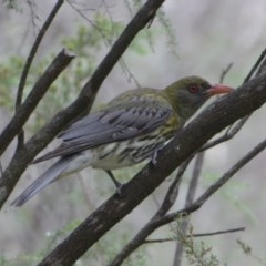 Oriolus sagittatus (Olive-backed Oriole) at Greenleigh, NSW - 22 Dec 2020 by LyndalT