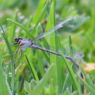 Unidentified Dragonfly / Damselfly (Odonata) at Pambula, NSW - 24 Dec 2020 by Kyliegw