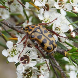 Neorrhina punctata at Kambah, ACT - 21 Dec 2020