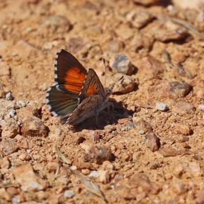 Lucia limbaria (Chequered Copper) at Fyshwick, ACT - 23 Dec 2020 by RodDeb