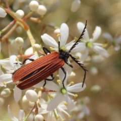 Porrostoma sp. (genus) (Lycid, Net-winged beetle) at Jerrabomberra Wetlands - 23 Dec 2020 by RodDeb