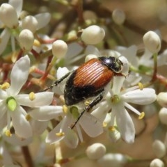 Phyllotocus navicularis (Nectar scarab) at Fyshwick, ACT - 24 Dec 2020 by RodDeb