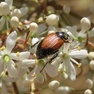 Phyllotocus navicularis at Fyshwick, ACT - 24 Dec 2020