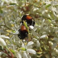 Phyllotocus navicularis at Fyshwick, ACT - 24 Dec 2020