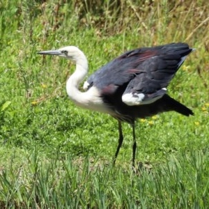 Ardea pacifica at Fyshwick, ACT - 24 Dec 2020 11:57 AM