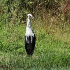 Ardea pacifica at Fyshwick, ACT - 24 Dec 2020 11:57 AM