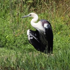 Ardea pacifica at Fyshwick, ACT - 24 Dec 2020 11:57 AM