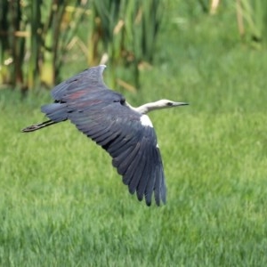 Ardea pacifica at Fyshwick, ACT - 24 Dec 2020 11:57 AM