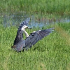 Ardea pacifica at Fyshwick, ACT - 24 Dec 2020 11:57 AM