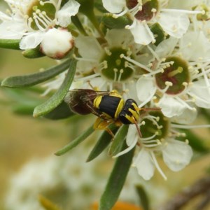 Hylaeus (Euprosopis) elegans at Kambah, ACT - 21 Dec 2020