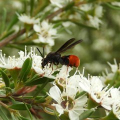 Leucospis sp. (genus) (Leucospid wasp) at Kambah, ACT - 21 Dec 2020 by MatthewFrawley