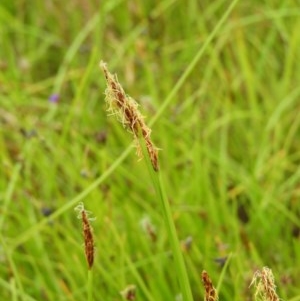 Eleocharis atricha at Kambah, ACT - 21 Dec 2020 02:45 PM