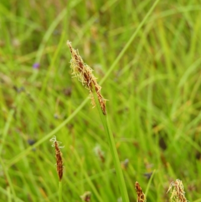 Eleocharis atricha (Tuber Spikerush) at Kambah, ACT - 21 Dec 2020 by MatthewFrawley